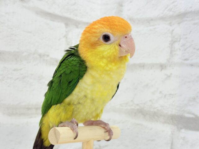 シロハラインコ