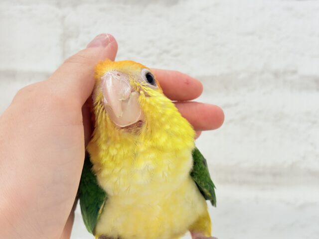 シロハラインコ