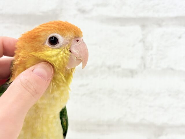 シロハラインコ