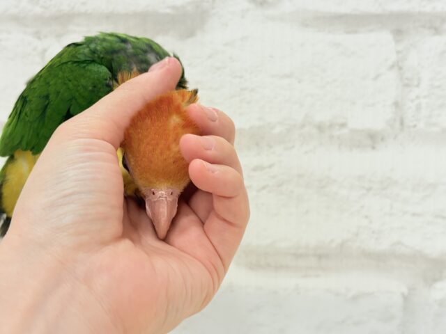 シロハラインコ