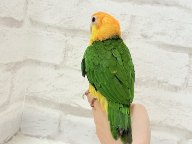 シロハラインコ