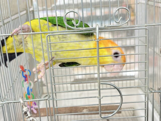 シロハラインコ