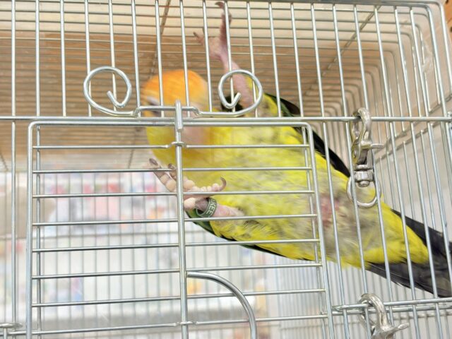 シロハラインコ