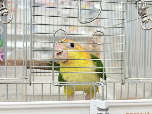シロハラインコ