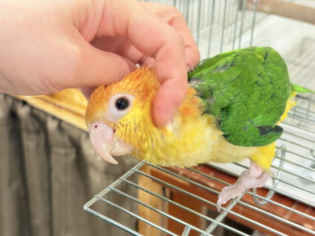 シロハラインコ