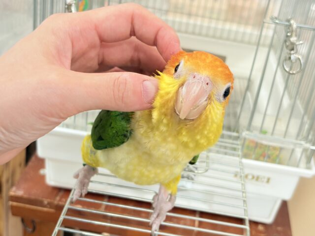 シロハラインコ