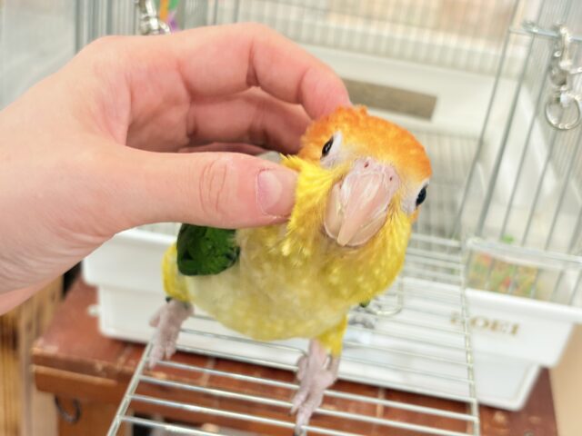 シロハラインコ