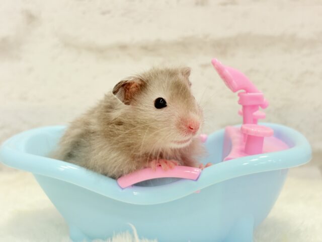 ゴールデンハムスター