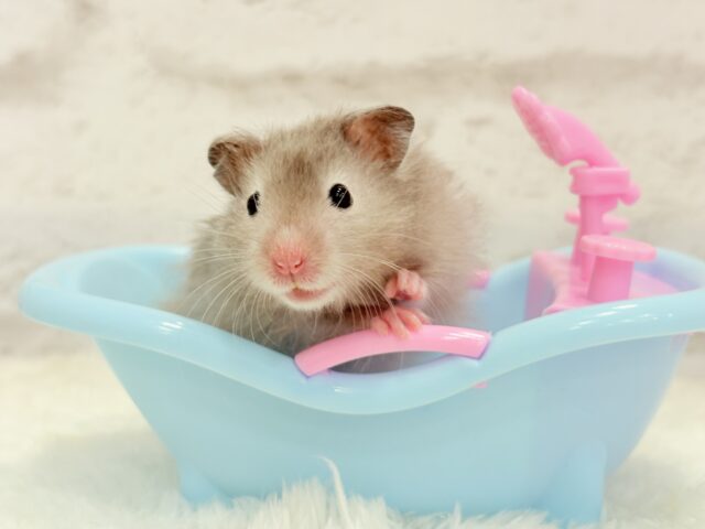 ゴールデンハムスター