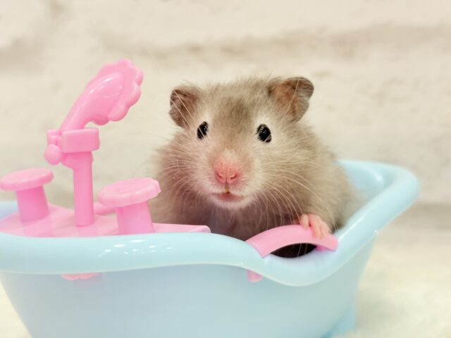 ゴールデンハムスター