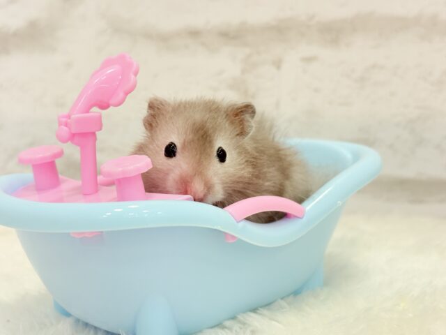 ゴールデンハムスター