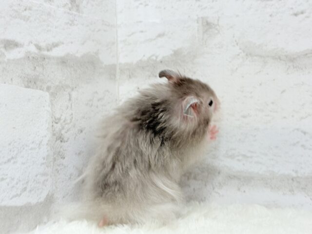 ゴールデンハムスター