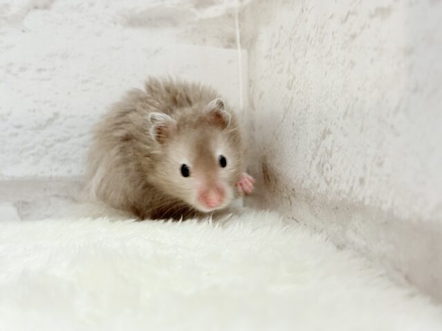 ゴールデンハムスター