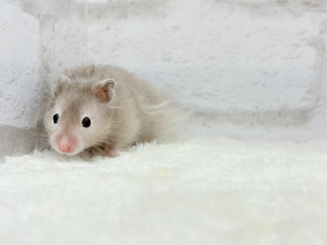 ゴールデンハムスター