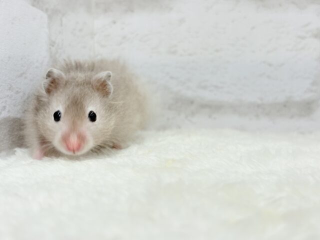 ゴールデンハムスター