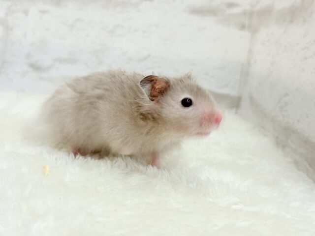 ゴールデンハムスター