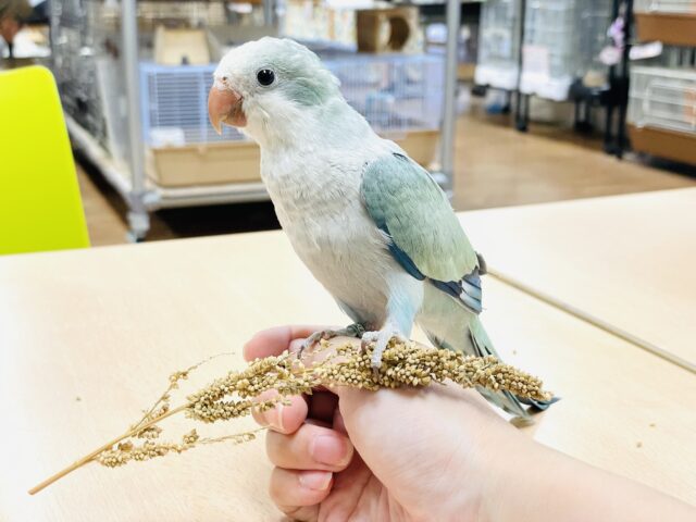 オキナインコ