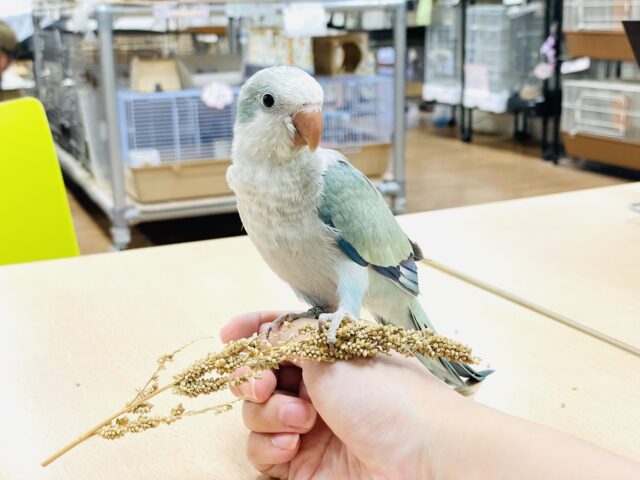オキナインコ