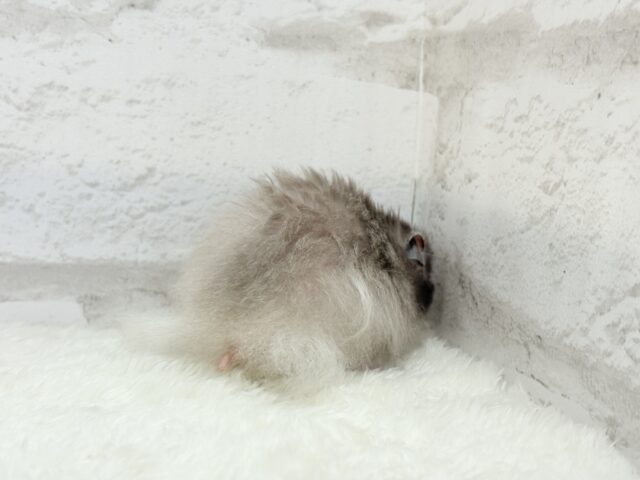 ゴールデンハムスター