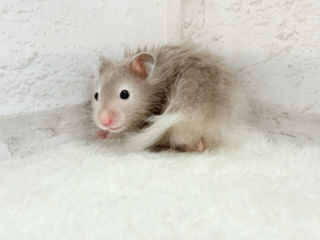 ゴールデンハムスター