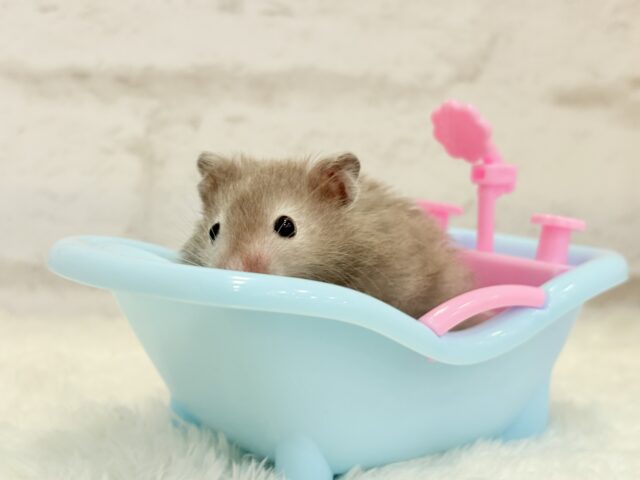 ゴールデンハムスター