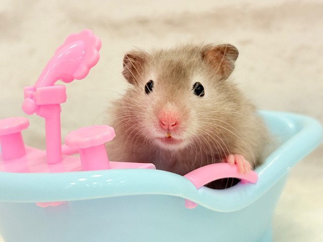 いい湯だな~♩♩セーブルハムスター(男の子)