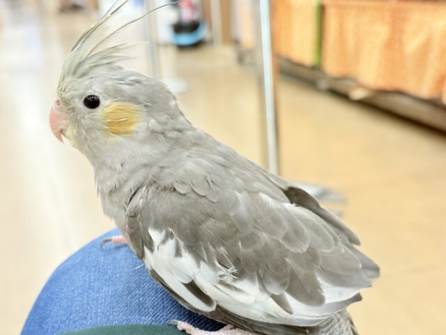 オカメインコ