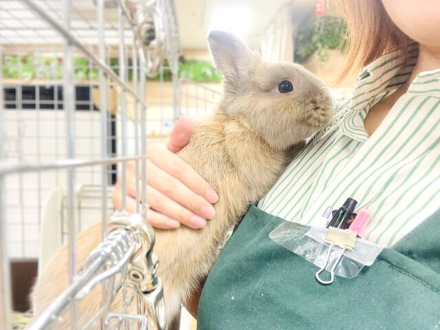 ネザーランドドワーフ