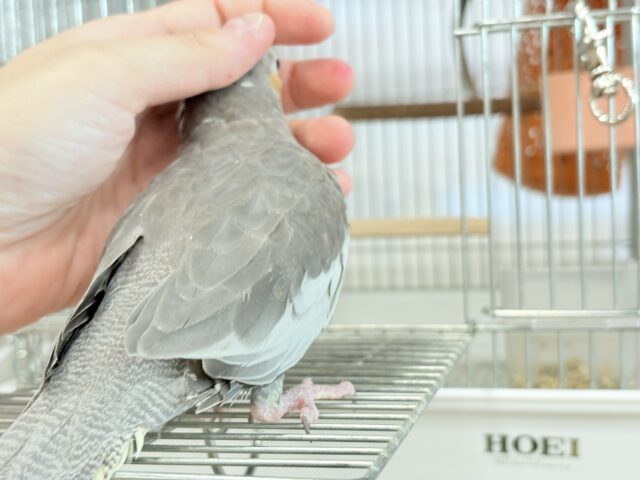 オカメインコ