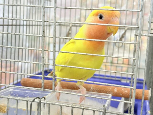 コザクラインコ（小桜インコ）