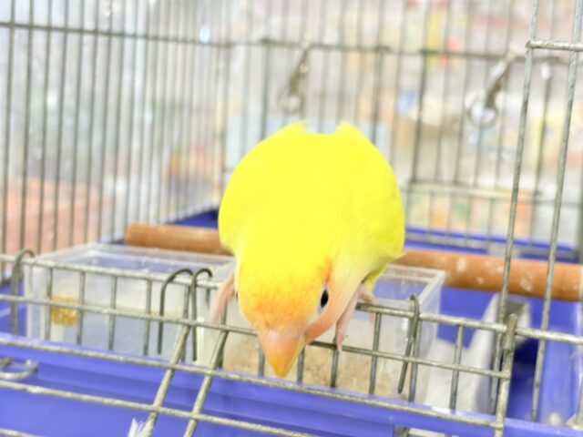 コザクラインコ（小桜インコ）