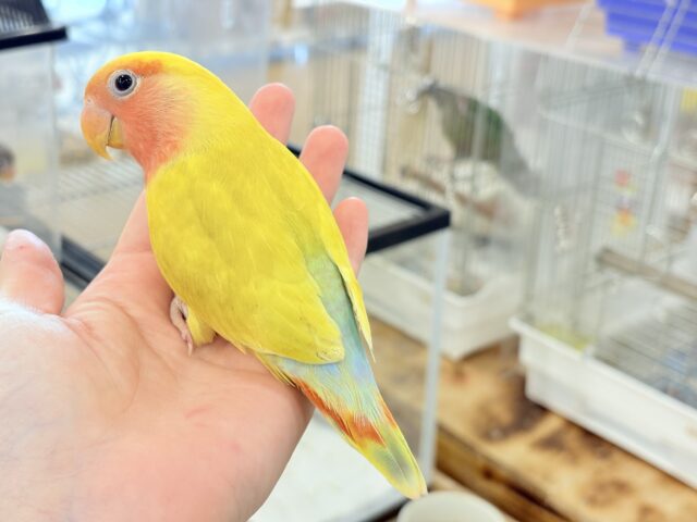 コザクラインコ（小桜インコ）