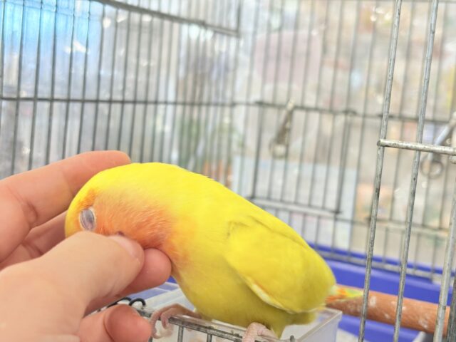 コザクラインコ（小桜インコ）