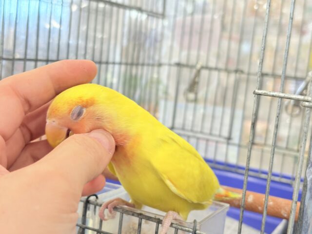 コザクラインコ（小桜インコ）