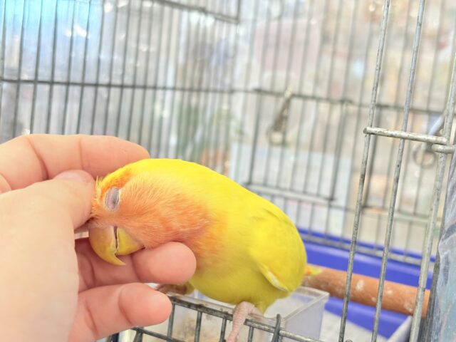 コザクラインコ（小桜インコ）