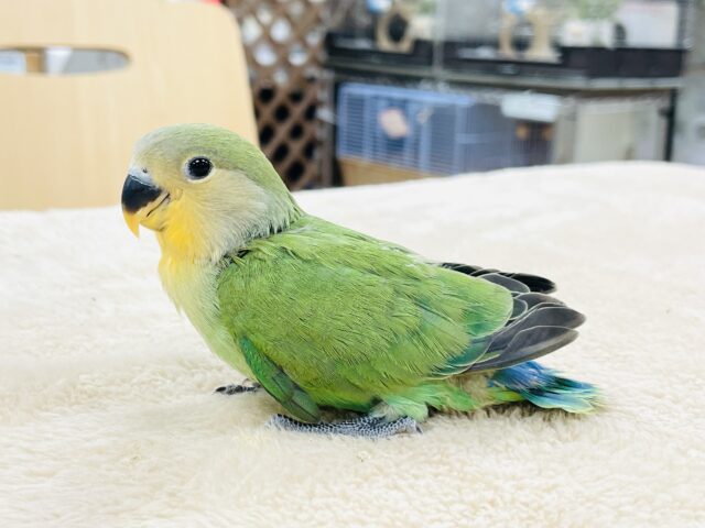 コザクラインコ（小桜インコ）