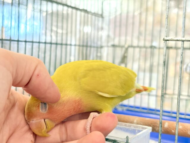 コザクラインコ（小桜インコ）