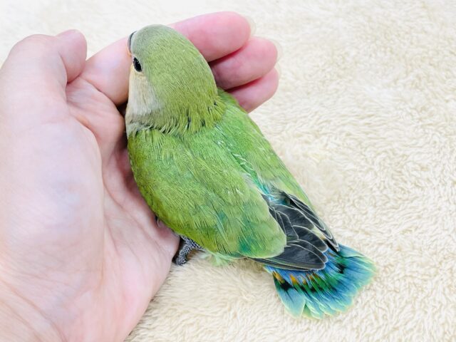 コザクラインコ（小桜インコ）