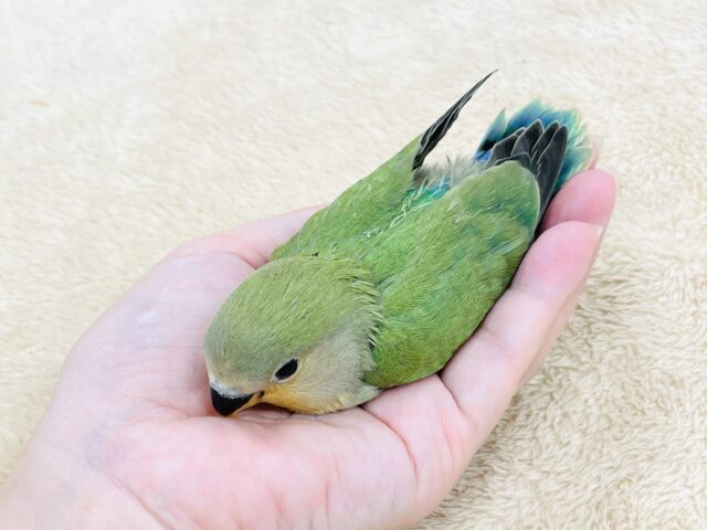コザクラインコ（小桜インコ）