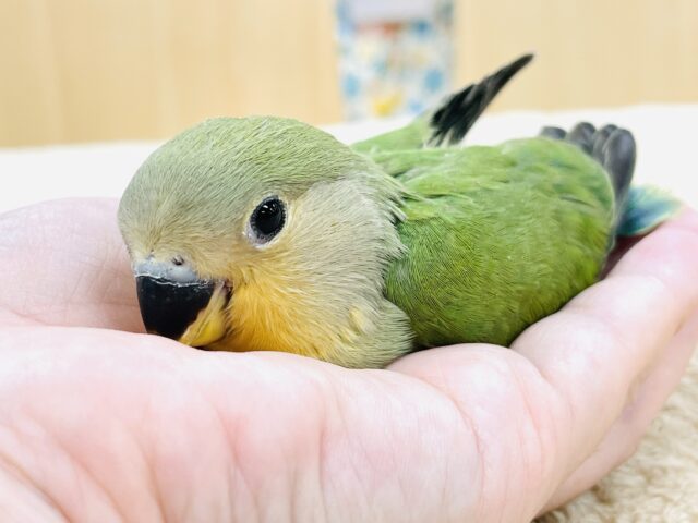 コザクラインコ（小桜インコ）
