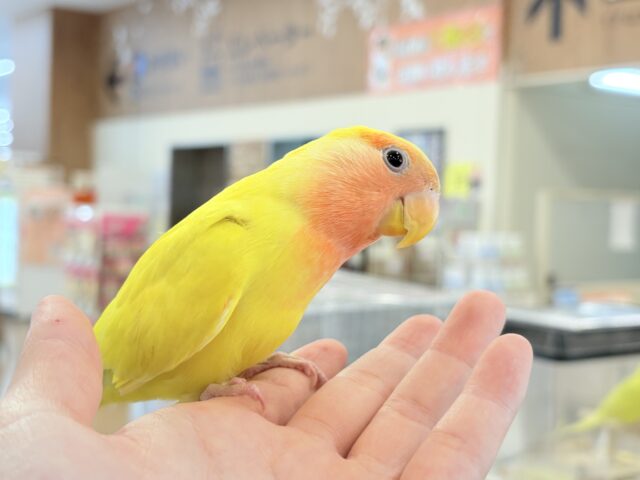 コザクラインコ（小桜インコ）