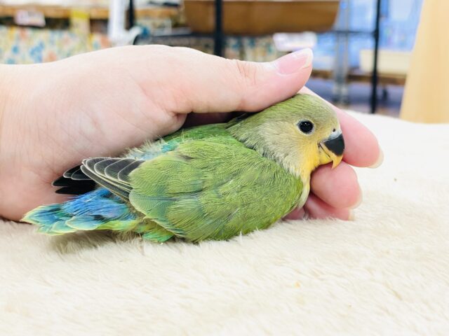 コザクラインコ（小桜インコ）