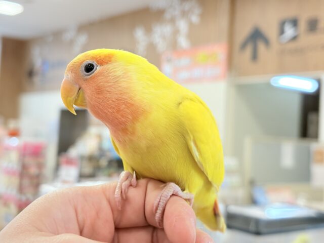 コザクラインコ（小桜インコ）