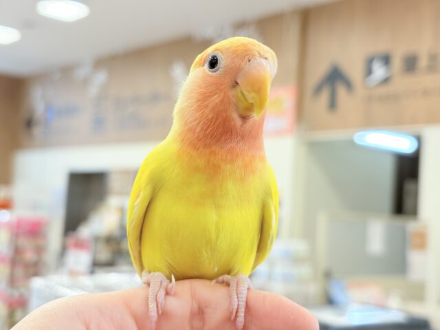 コザクラインコ（小桜インコ）