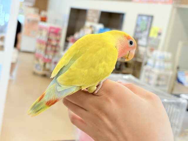 コザクラインコ（小桜インコ）