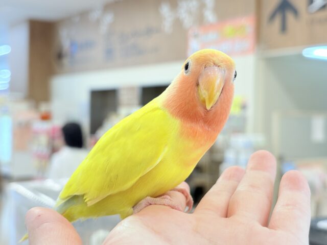コザクラインコ（小桜インコ）