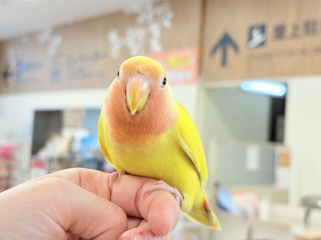 コザクラインコ（小桜インコ）