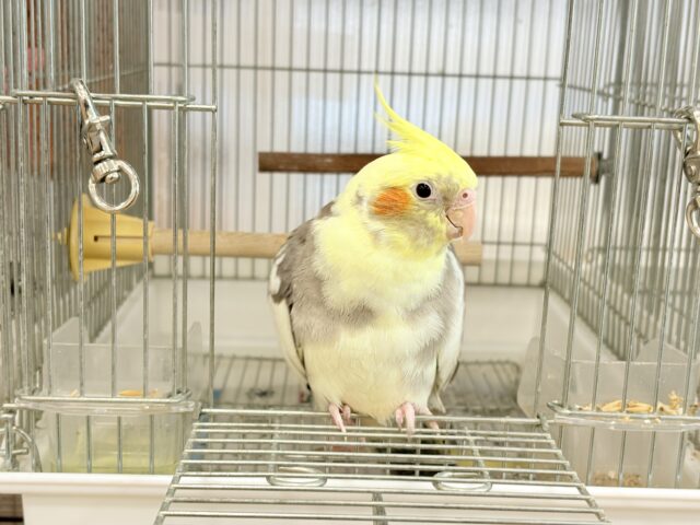 オカメインコ