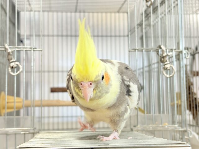 オカメインコ