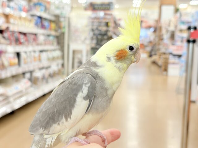 オカメインコ